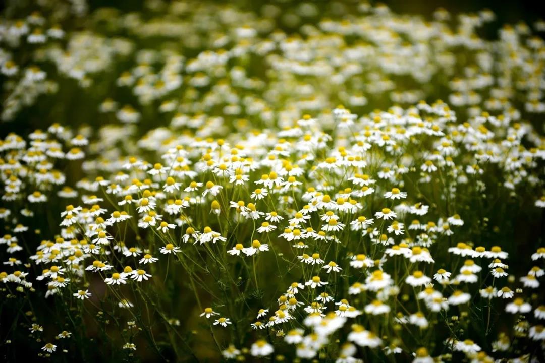 嘉定这里有整片的洋甘菊正在盛放(图文)