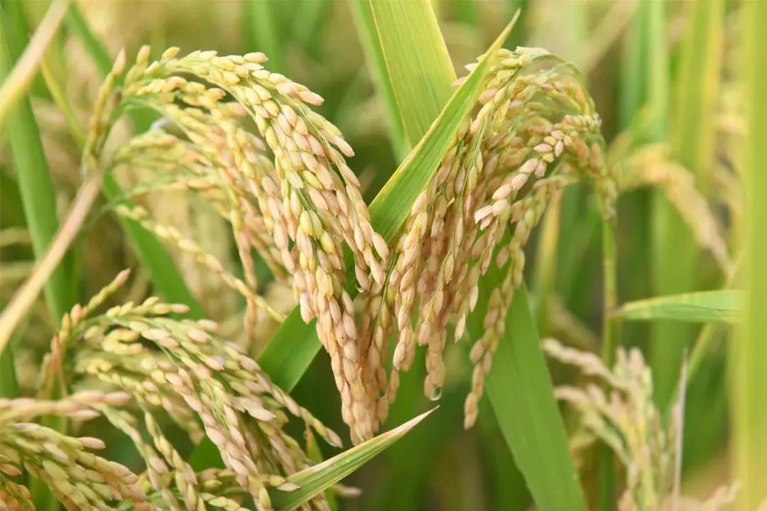 嘉定江桥郊野单元复垦的400亩水稻播种了