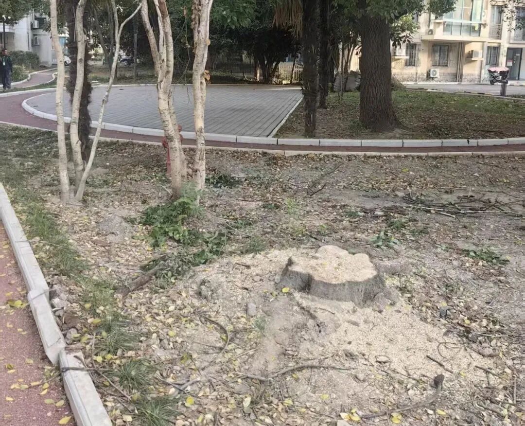正文图片