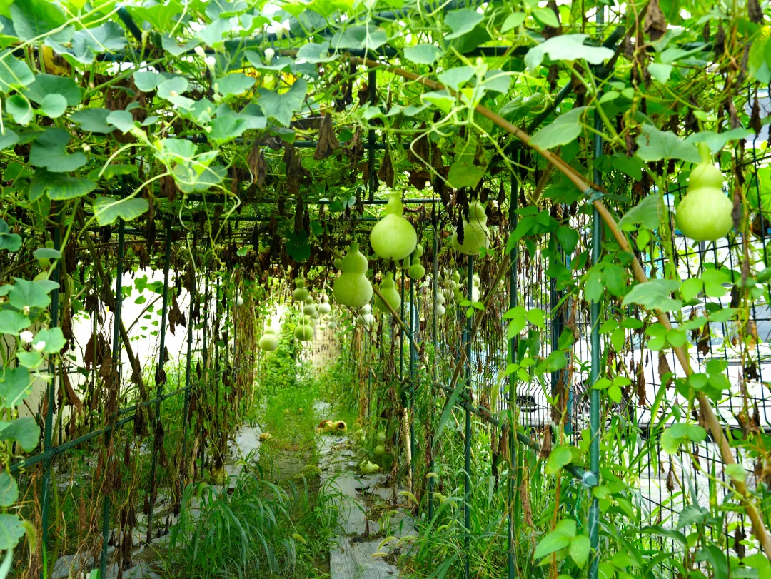 首茬丰收！嘉定这里出了个“葫芦村”→