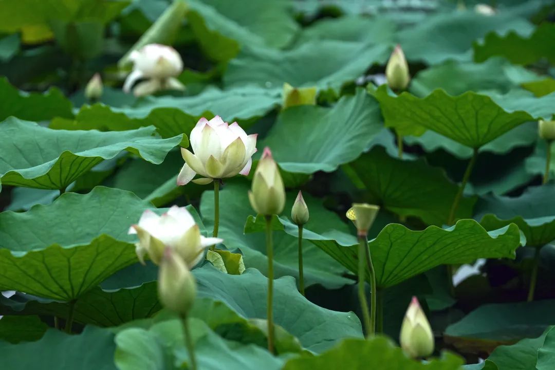 正文图片