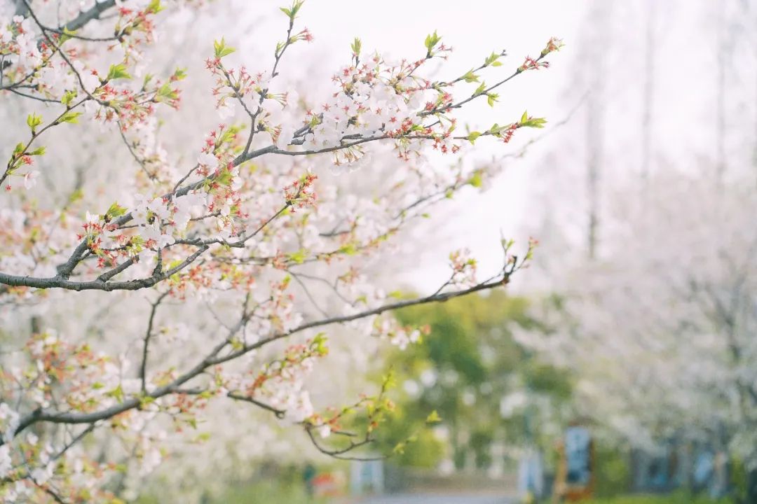 正文图片
