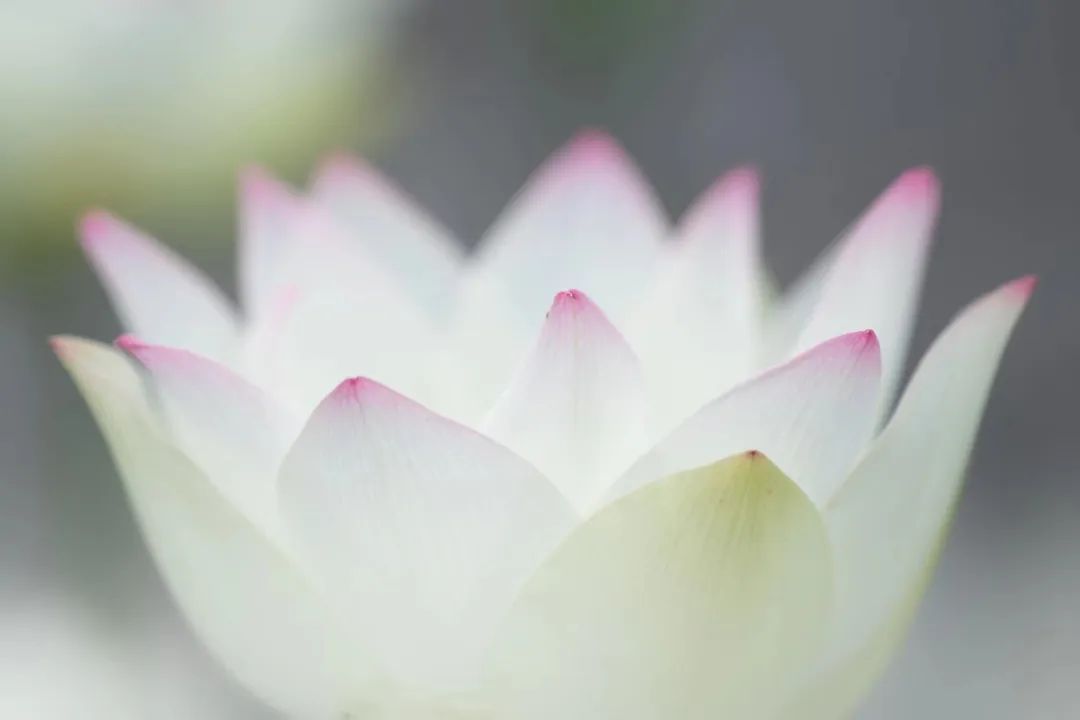正文图片