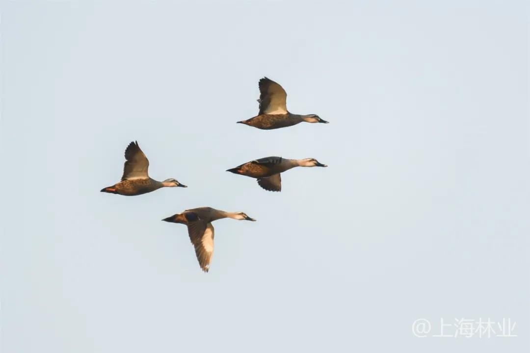 微信图片_20211213145601.jpg 微信图片_20211213145601.jpg