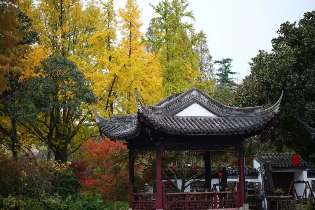 域见上海 爱赏嘉定｜这个嘉定人在线打call了……