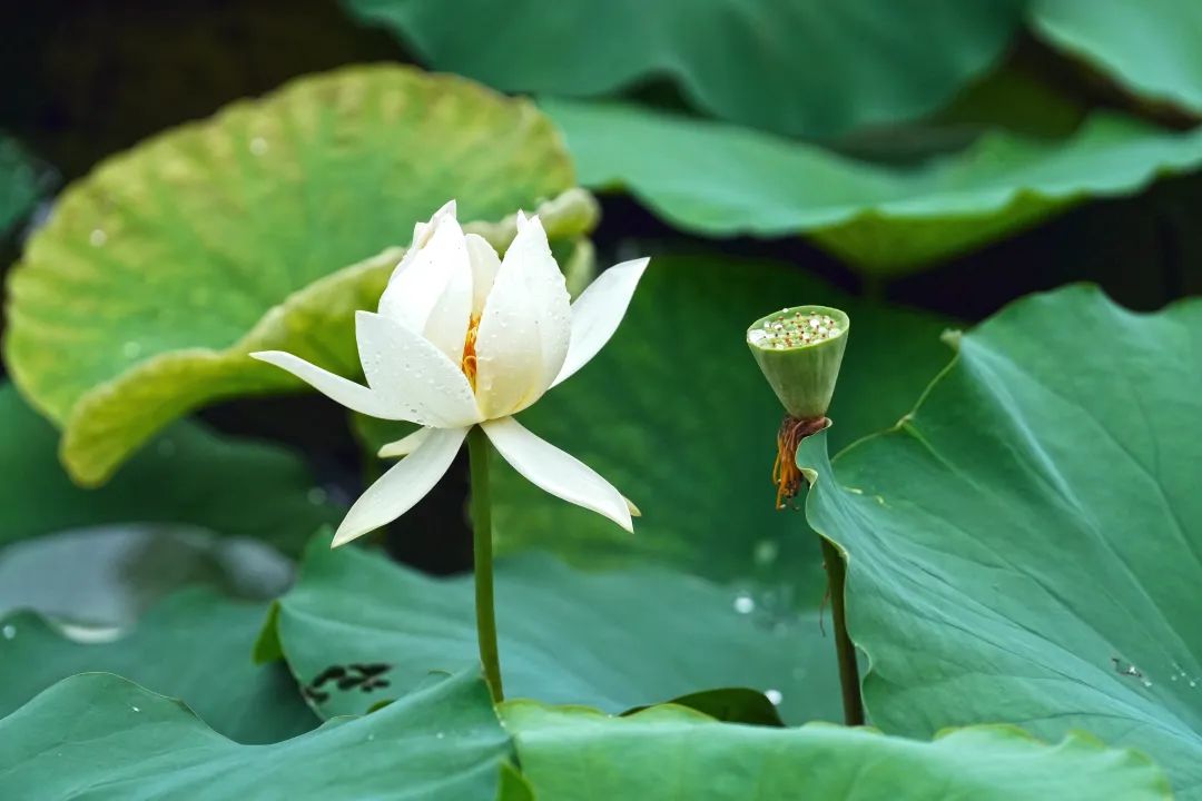 正文图片