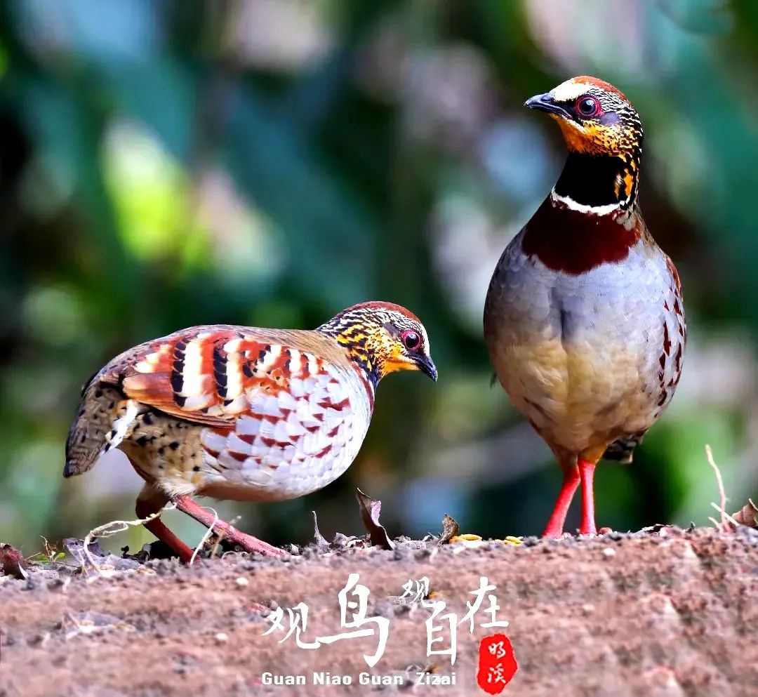 正文图片