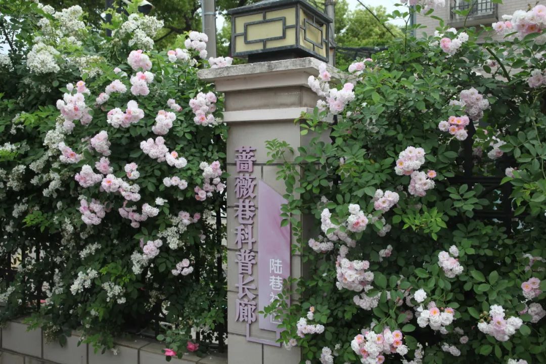 正文图片