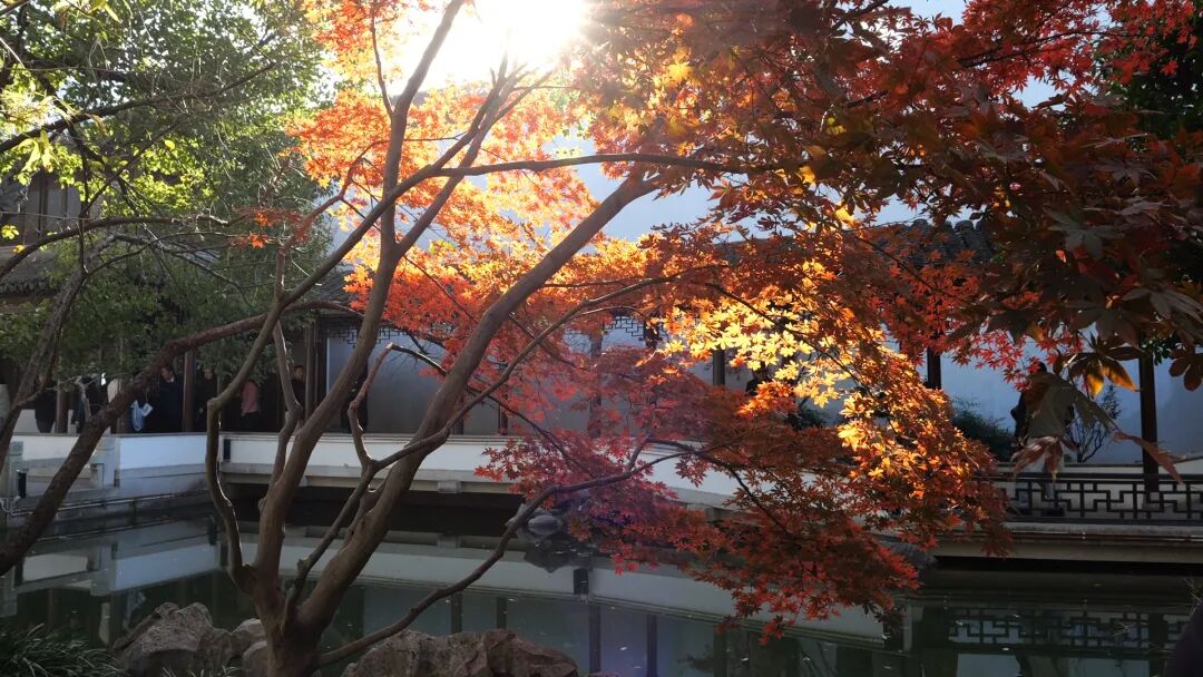 秋霞圃的四季美景，这个摄影展“承包”了