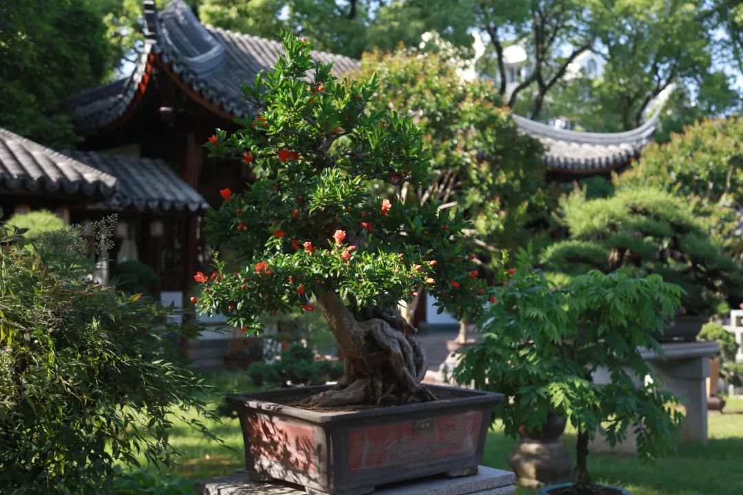 正文图片