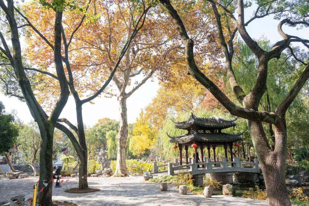 嘉定“秋冬氛围组”已上线！尽在橙黄橘绿红