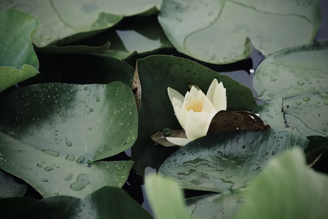 正文图片
