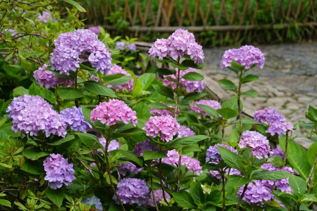 DSC00361.JPG