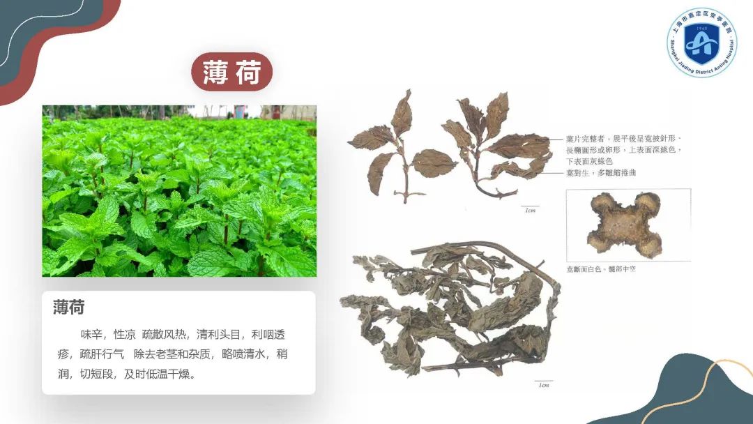 正文图片
