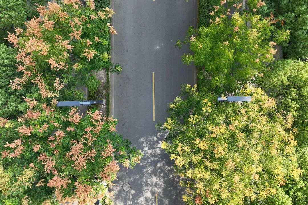 正文图片