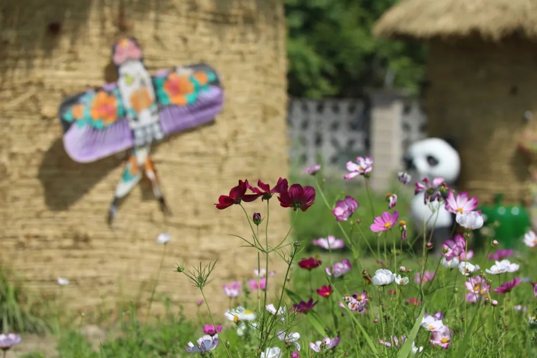 正文图片