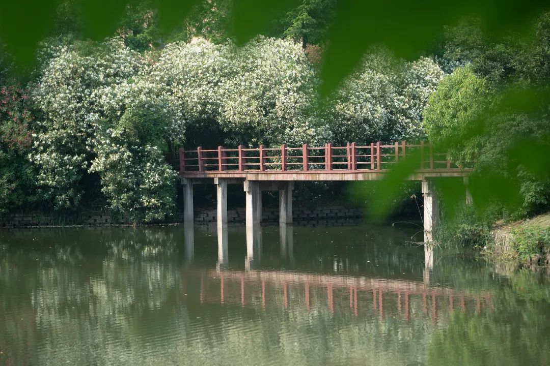 正文图片