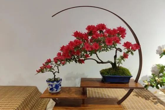 正文图片