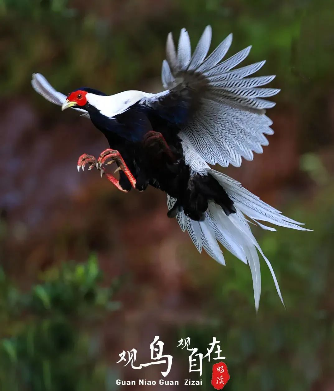 正文图片