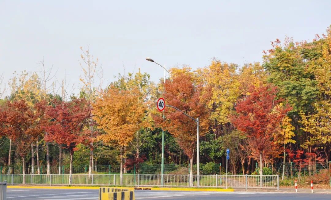 斑斓深秋，来嘉定赴一场“彩叶之约”吧!