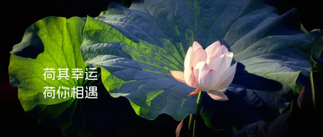 正文图片