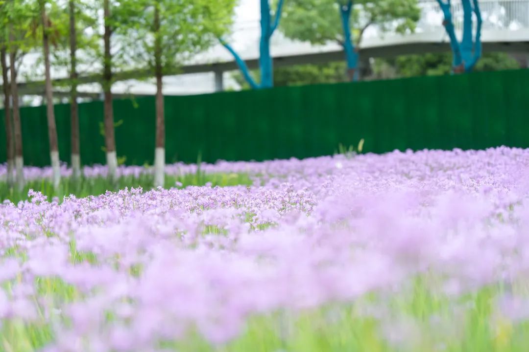正文图片