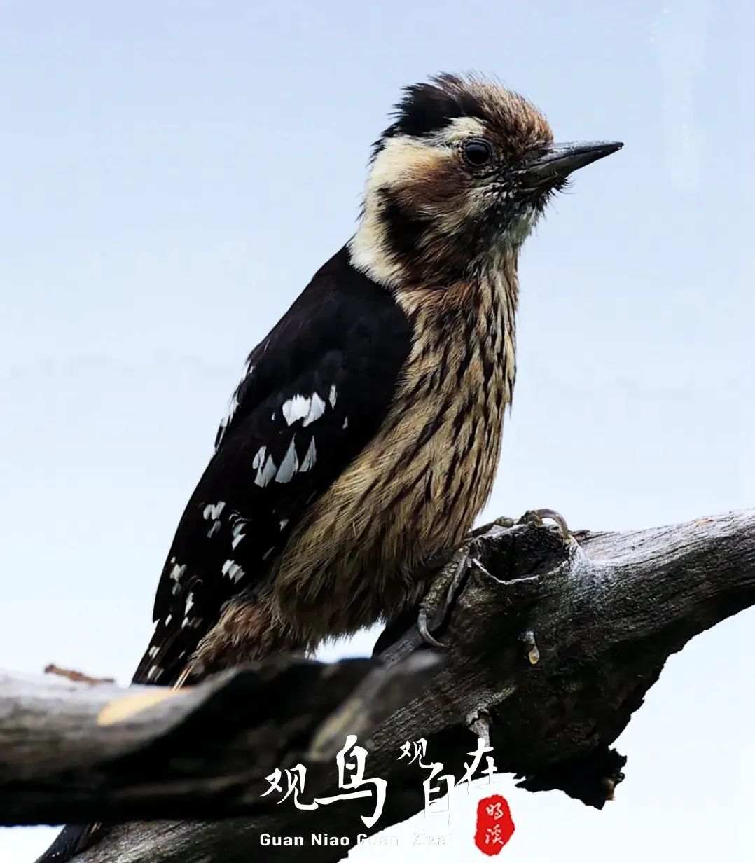 正文图片