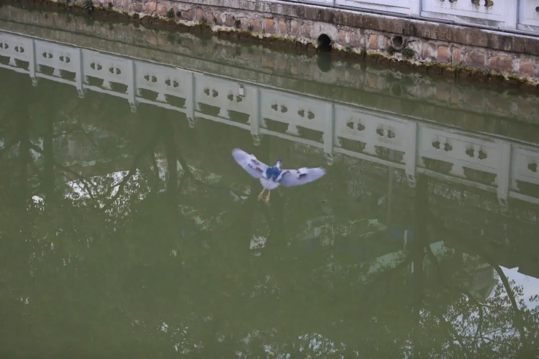 正文图片