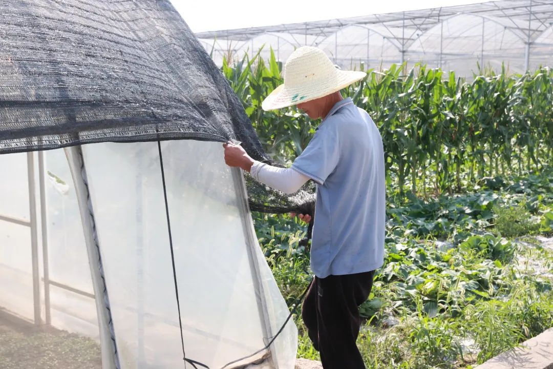 高溫大“烤”，這里的蔬菜不服“暑”！