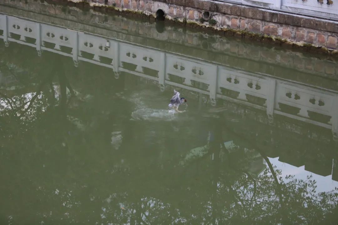 正文图片