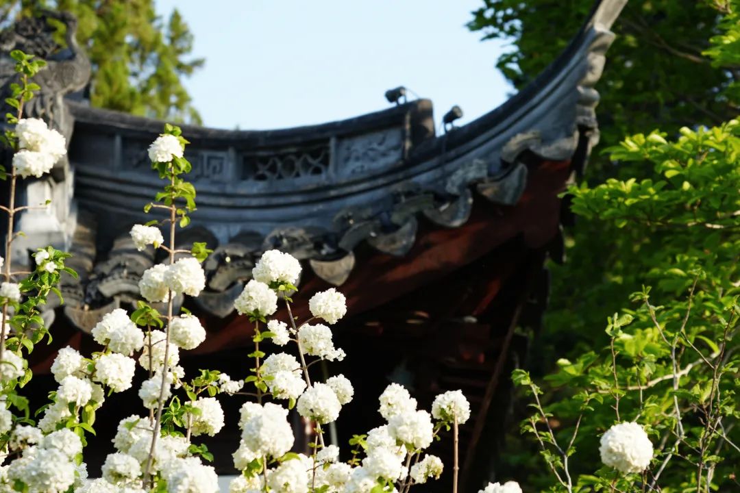 正文图片