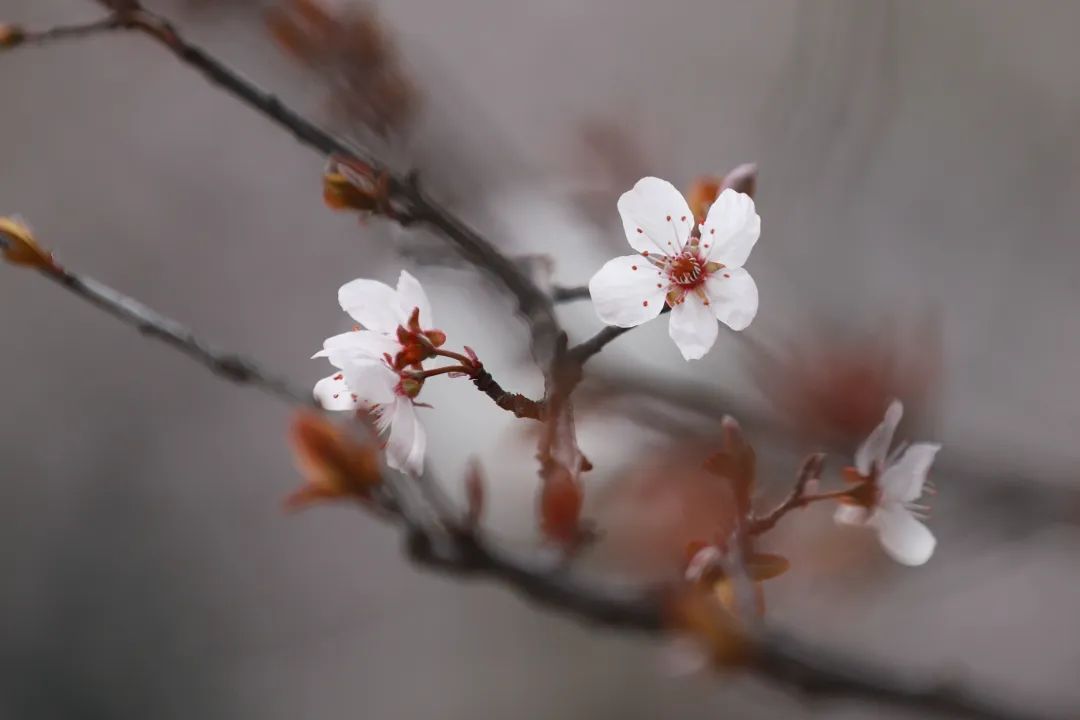 正文图片