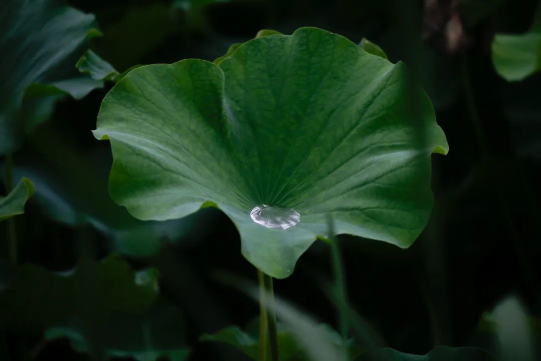 正文图片