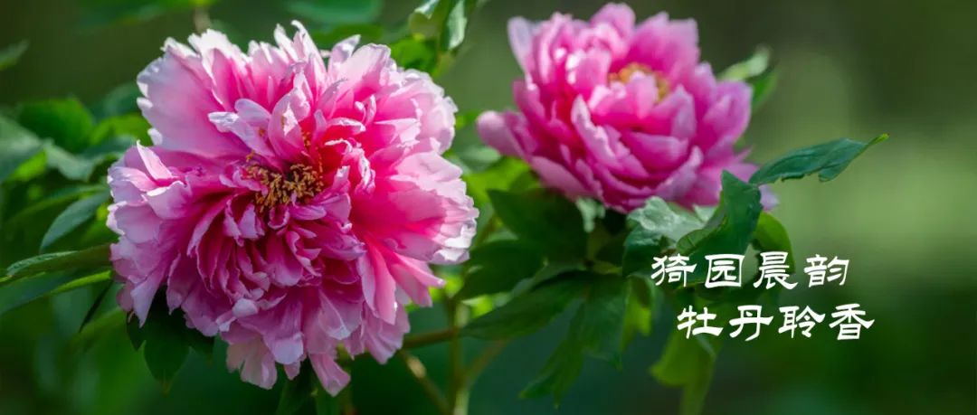 正文图片