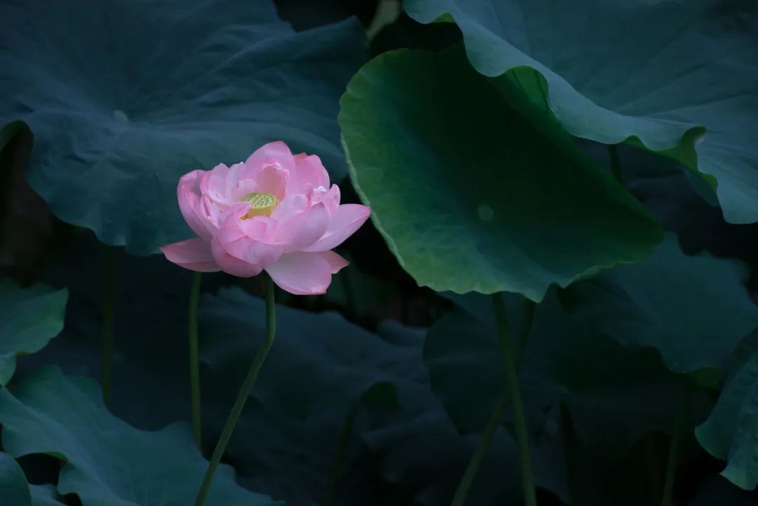 正文图片