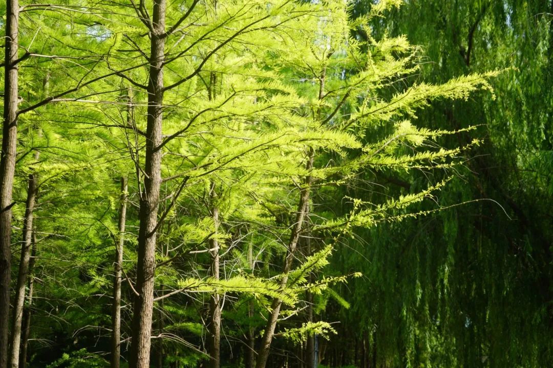 DSC03653_副本.jpg