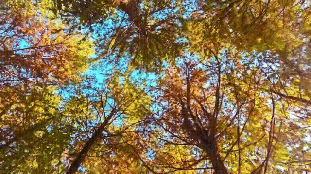 9138f186e954d9e92f5a181722328b6c.mp4_20251119_104620.gif