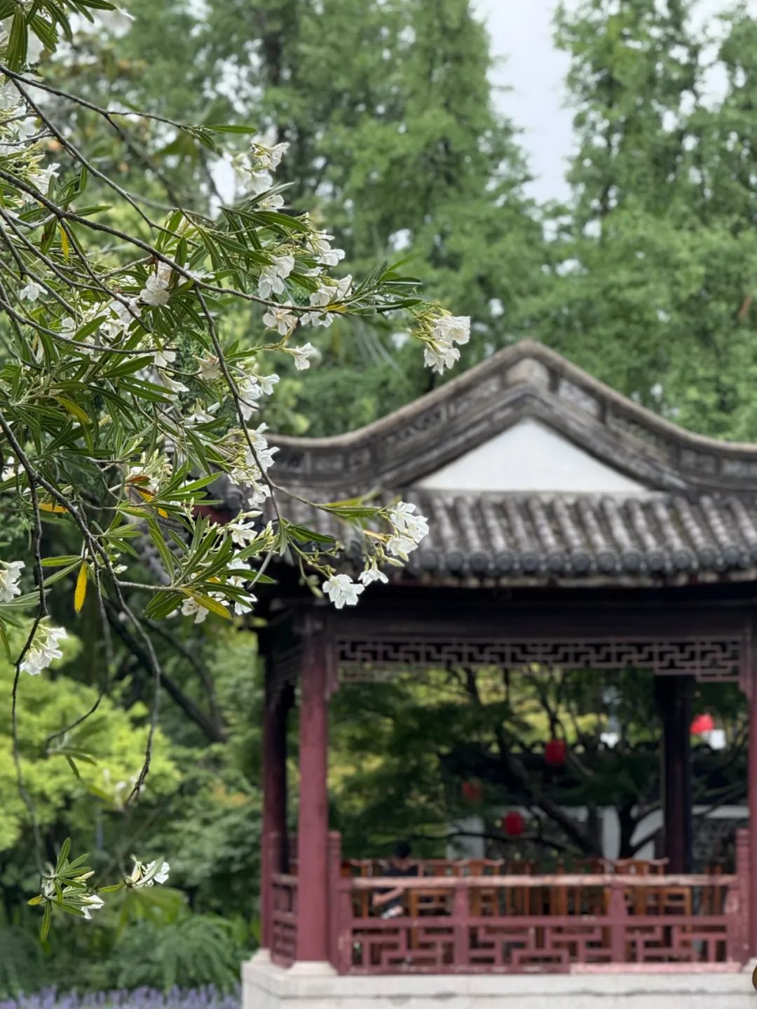 正文图片