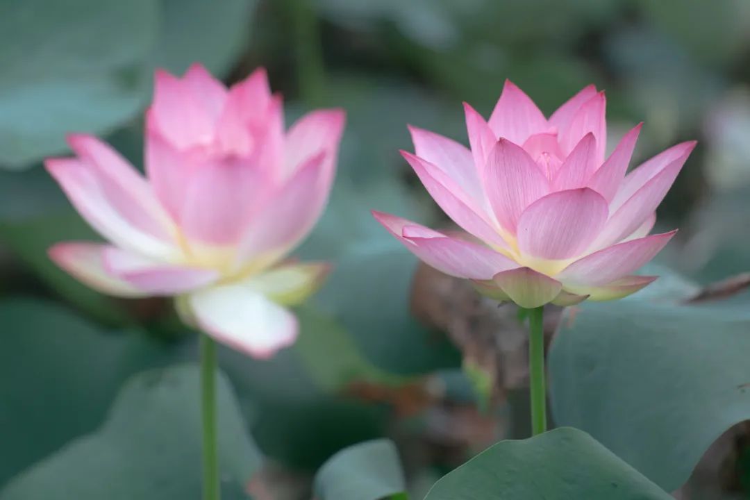 正文图片
