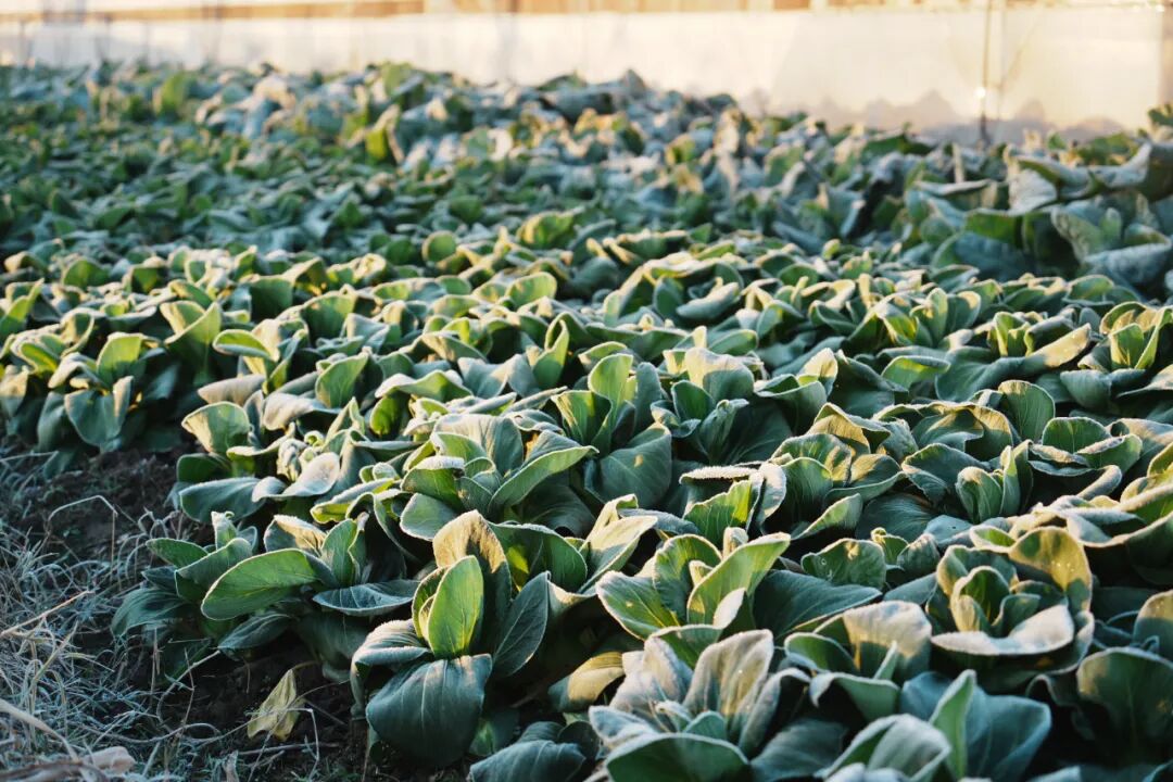 -1℃催生冬日限定！霜打菜迎来尝鲜期
