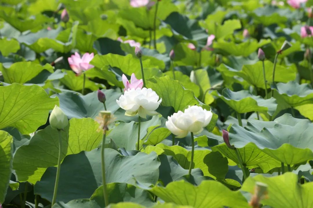正文图片