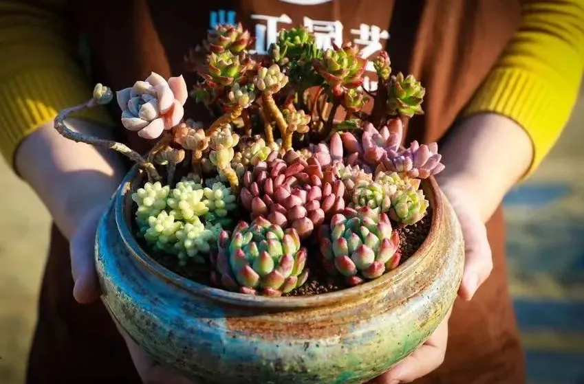 正文图片