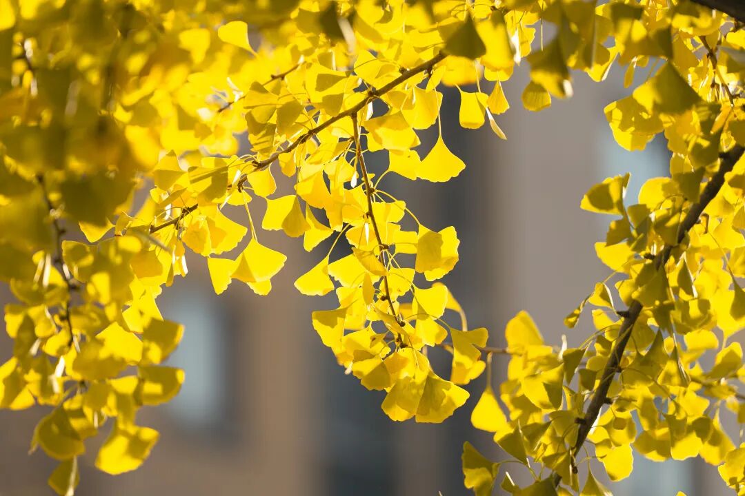 嘉定新城这3条银杏大道，含金量满满