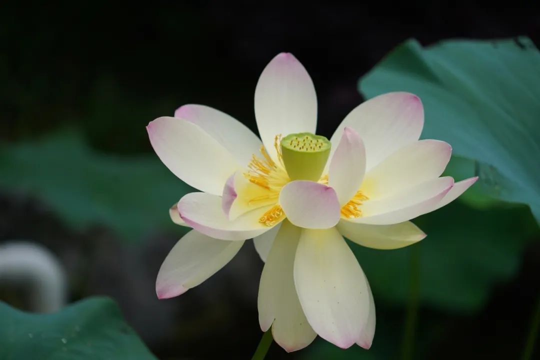 正文图片