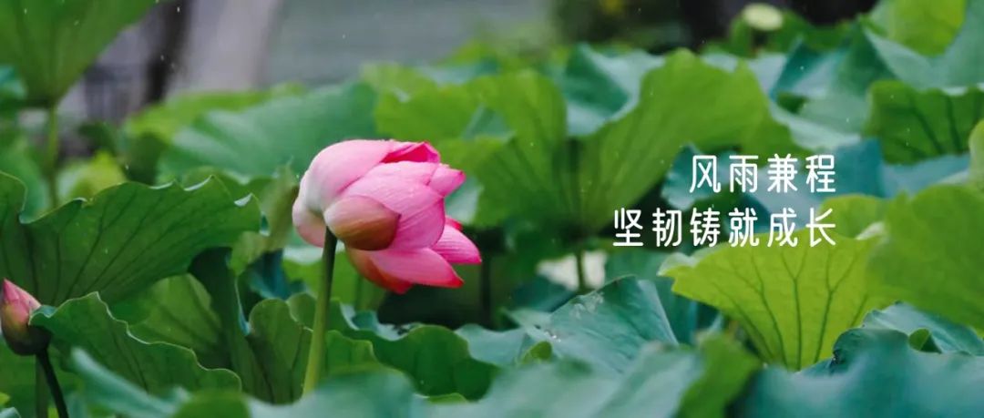正文图片
