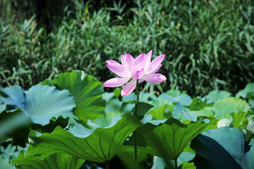 正文图片
