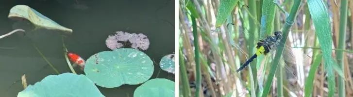 正文图片