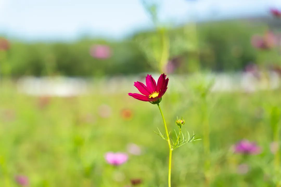 正文图片