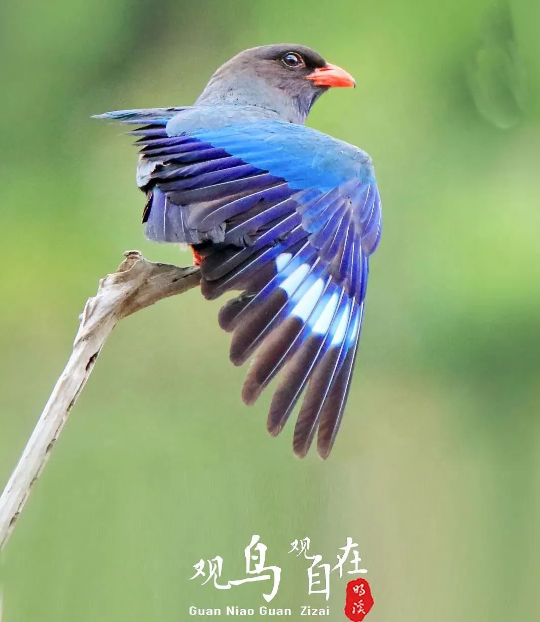 正文图片