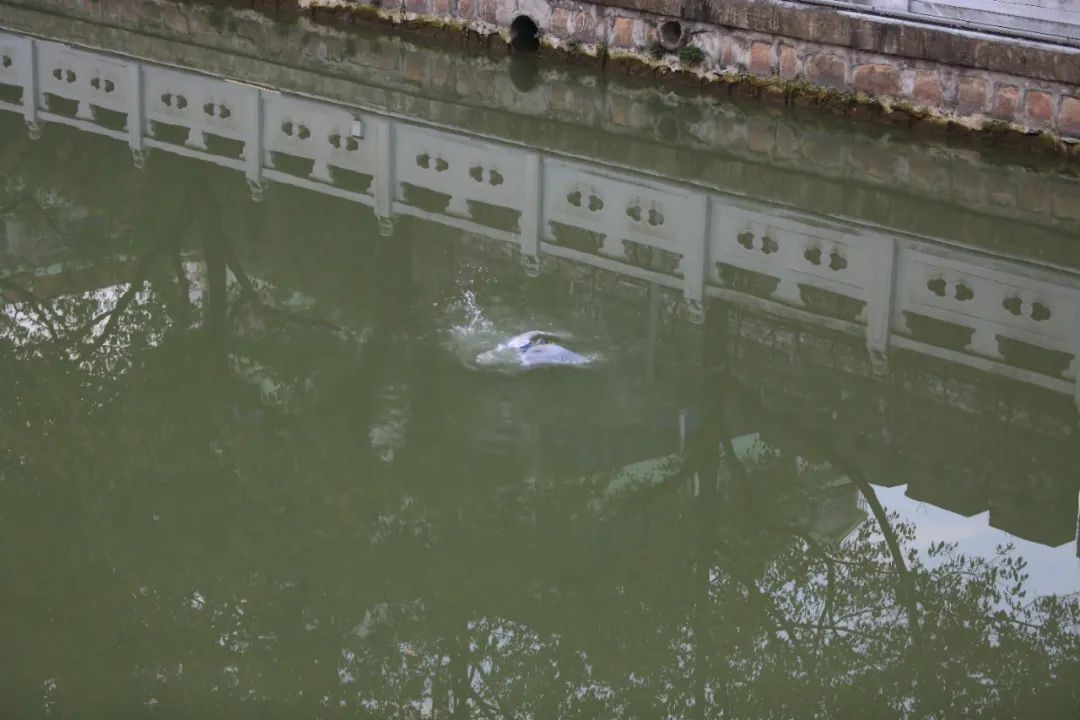 正文图片